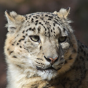 Schneeleopard