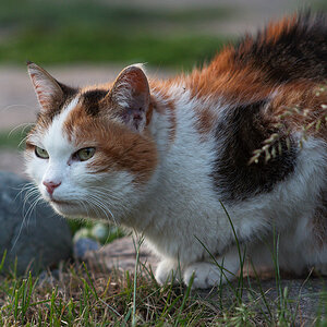 Katze (105 f/4)