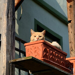 Für den Katzenthread ....