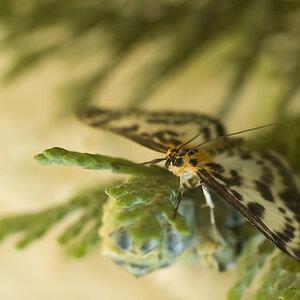 DSC9894   
Unbekannter Schmetterling   
*sch___ Wind*   
D 70s & Olympus OM Zuiko MC Auto-Macro 1:3,5 50mm   
Iso 400 1/60 f 3,5   
11.7.2011   14