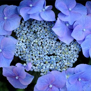 blaue montag 2 2W