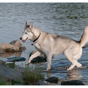 Husky im Wasser
