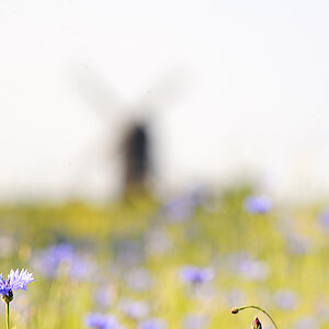 Muehle hinter lila