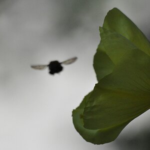 Silhouette

D90 / Sigma 70-300 DG APO

300.0mm / f/8.0 / 0.0003s (1/4000) / ISO 1600
