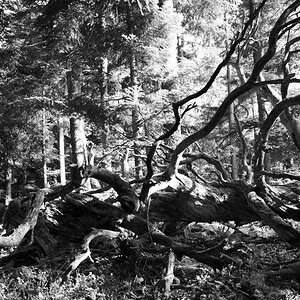 Hochschwarzwald, zwischen Allmuth und Aichen
DSC 0954 web
