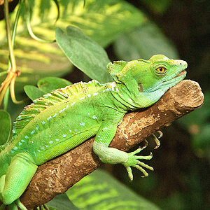 Leguan1