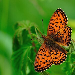 Permuttfalter Gattung Argynnis