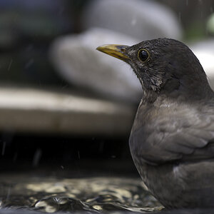 amsel 01