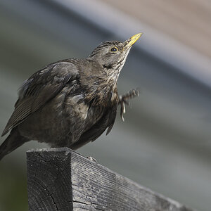 amsel 02