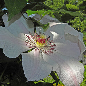 Clematis