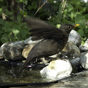 amsel 03