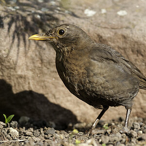 amsel 04