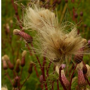 Verblüte Felddistel