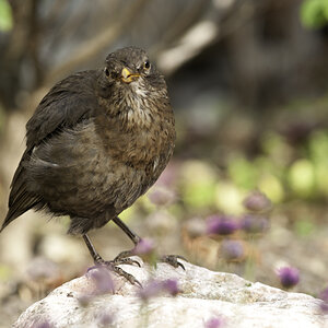 amsel 05