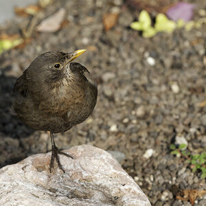 amsel 06