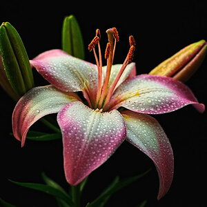 Blüte 2