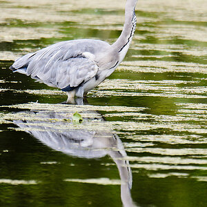 20110716 5273 [NIKON D7000] 850 mm,1 400 Sek. bei ƒ   7,1