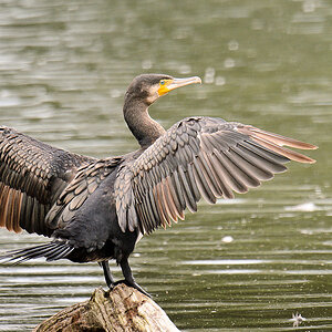 20110716 5425 [NIKON D7000] 850 mm,1 320 Sek. bei ƒ   7,1