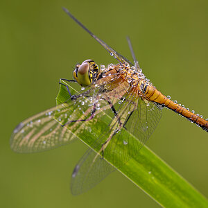 Libelle1730b