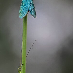 Compressed 0292