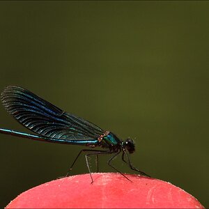 comp BlauflügelPrachtlibelle