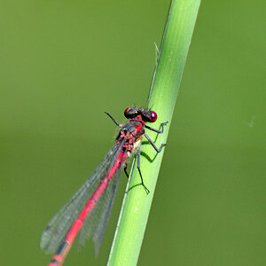 Adonislibelle