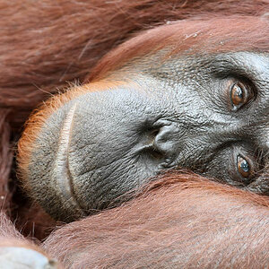 11 06 13Borneo000727