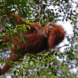 11 06 14Borneo000126