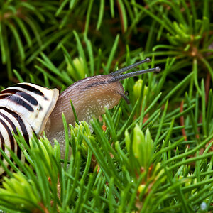 2110608 5452 Schnecke WDW 950h