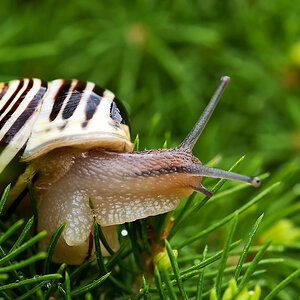 2110608 5437 Schnecke WDW 950h