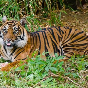 nikon Forum tiger (1 von 1)