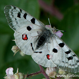Apollofalter   Moseltal