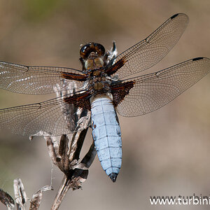 Plattbauch   Libelle (1 von 1)