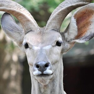 Antilope