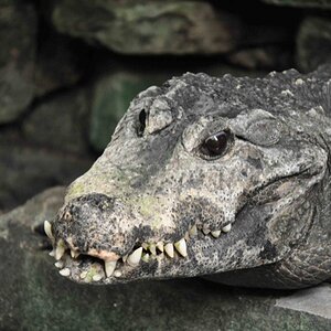 Krokodil