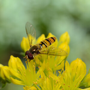 Episyrphus balteatus (Schwebfliege)