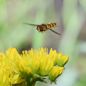 Episyrphus balteatus (Schwebfliege)