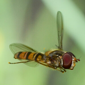 Episyrphus balteatus (Schwebfliege)