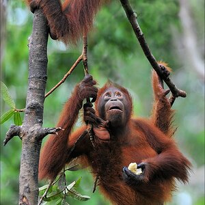 acomp indonesia 20110614 13860