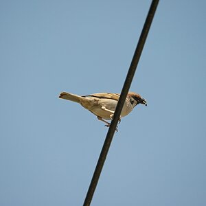 c1000DSC 6274 n5