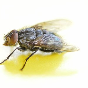 Meine Fliege 002