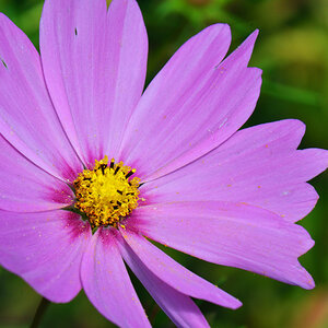 Blume