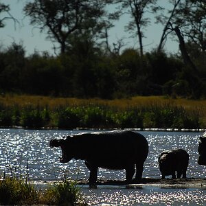 botswana hippos
