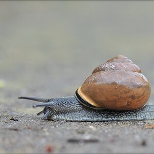 Schnecke