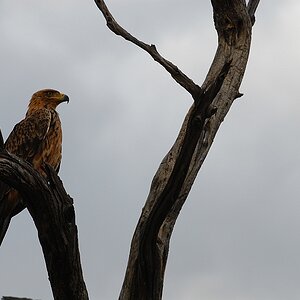 botswana geier