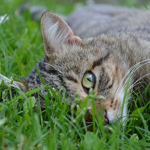 Tiger im Gras