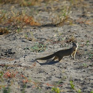 botswana mongoose