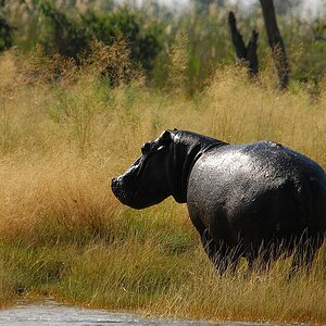 botswana hippo2