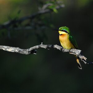 botswana beeeater