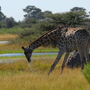 botswana giraffe